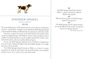 Springer Spaniel - CUSTOM MATTED Dog Art Print - Breed Description and History