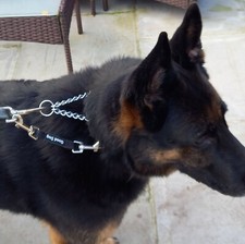 harness to collar safety clip