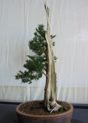 SAMEN winterhart Zierbaum EIBE wchst langsam kann gut zum Bonsai gezogen  werden | eBay.de