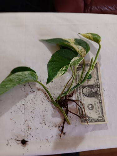 Marble Queen (white and green) Large Pothos-healthy, rooted in soil-easy to grow - Picture 2 of 3