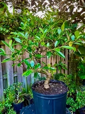 Tigerbark Ficus Bonsai Tree aerial roots  12 years Ariel /Fat trunk