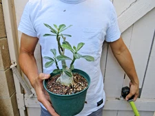 Adenium Obesum Grafted Succulent -Y