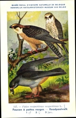 Artist Postcard Dupond, Hub., Falco vespertinus, Red-footed Falcon - 2502086