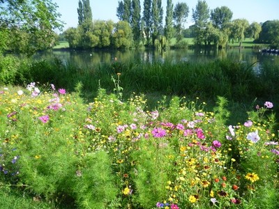 Foto A3 Cornfield Annuals und Danson Park Lake Bexley Diese Ausstellung von c2014
