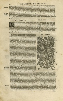 Antiker Druck - Botanik - Zypressebaum - Mattioli - S. 92 - Anonym - 1572