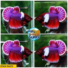 Live Betta Fish High Quality Halfmoon Plakat HMPK Lavender Dumbo