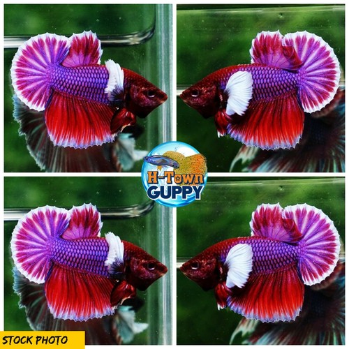 big betta fish for sale