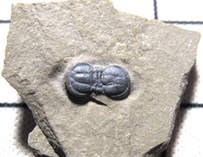 Cambrian Itagnostus Peronopsis interstrictus trilobite fossil on matrix Utah #53