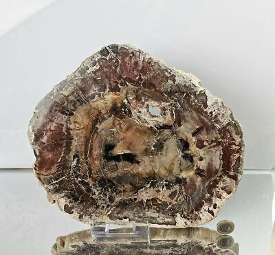 Extra large Fossil Wood Crystal Slice (#28)