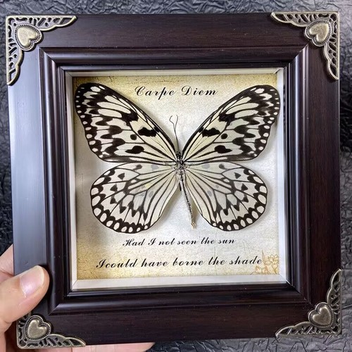 Beautiful Framed Butterfly Wall Decor Taxidermy Collectables Entomology Specimen - Picture 2 of 11