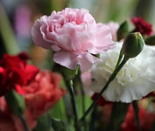 CARNATION MIXED COLORS Dianthus Caryophyllus - 20 Seeds