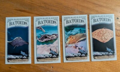 2024 Topps Allen & Ginter Mini Batoids Beneath singles you pick fill your set