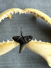 SHARK TOOTH PENDANT..fossilized 1 inch upper Lemon from Venice Florida.