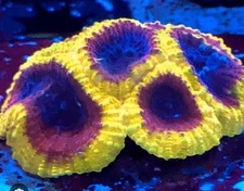 Live Coral Frag 2/3 Polyps Wolverine Favia Reef Tank