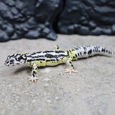 Figurine Bandai Gashapon Leopard Gecko ADVANCE Snow Bold Stripe Color