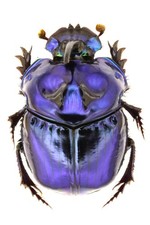 Phanaeus for collectors | Horned Rhinoceros Dung Beetles