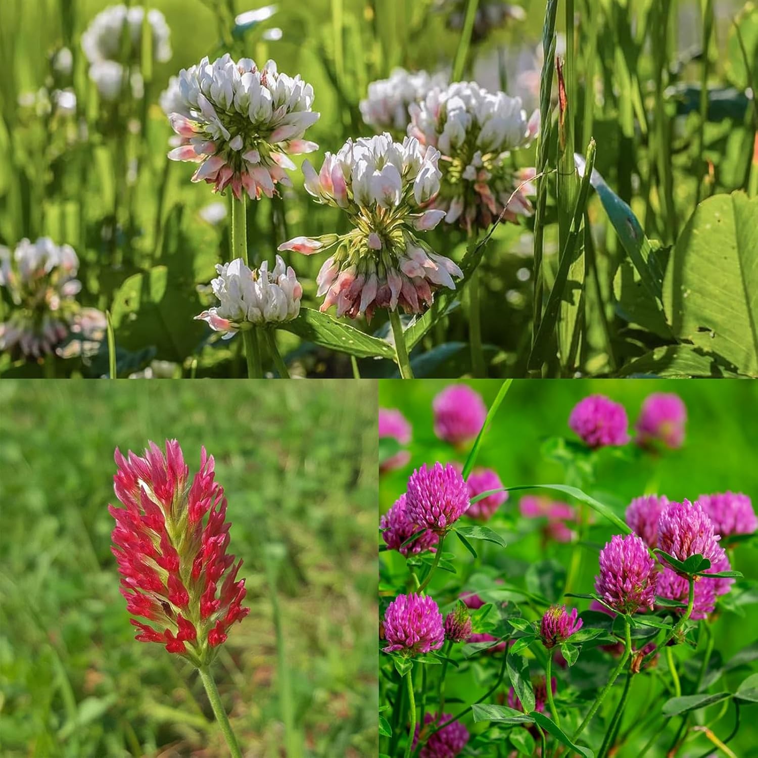 100g Red, White & Crimson Clover Green Manure Seeds Mix Fix Nitrogen & Improve