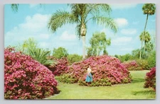 Postcard Azalea Time Gaston Edwards Park Orlando Florida