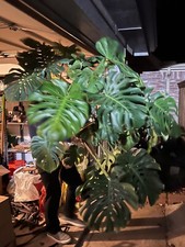 Monstera deliciosa TRUE Deliciosa leaf cutting from huge mother plant grows HUGE
