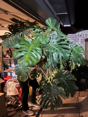 Monstera deliciosa TRUE Deliciosa leaf cutting from huge mother plant grows  HUGE | eBay