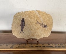 Fossil Fish Green River Formation Wyoming Eocene 