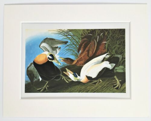 Eider Duck Bird Print - Audubon - 1970s Vintage Mounted Colour Print - Picture 1 of 1