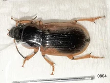 Carabidae Anisodactylus discoidus 9-11mm A1 or A1- from CANADA - #0804