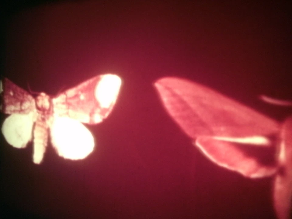 16mm Soviete educational " Lepidoptera " Film Color Movie Nature butterfly - Image 2 of 4
