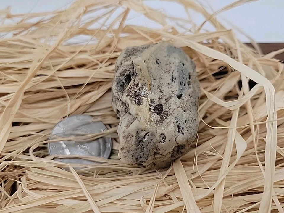 Permineralized Bird Skull Terror Bird - Image 3 of 4