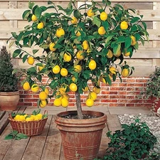 Meyer Lemon Tree - 8-14" Tall - Live Citrus Plant In 10" Tall Citrus Pot