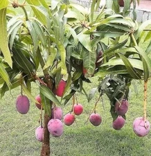 Mango Live Tropical Fruit Tree 6”-9” In The Pot / Seeding Mango Live Plant