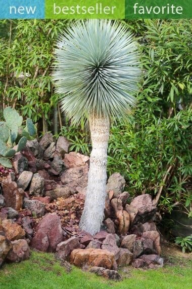 Beaked Yucca Tree Seeds for Planting (5 Seeds) - Yucca rostrata | eBay