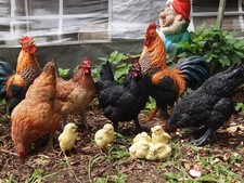 Hahn Deko Figur lebensgroß  bunt wetterfest natürlich Gartenfigur Huhn NEU