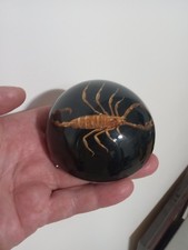 SCORPION PAPER WEIGHT MADE IN USA BY MAACK CO. BASE MEASURES 3 1/4 INCHES