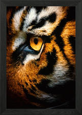 Tigers Sharp Eye Framed Wall Art Poster Canvas Print Picture