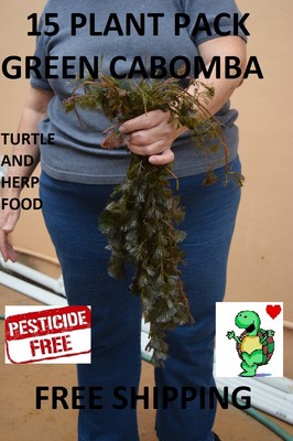 15 cabomba live plants natural Turtle Herp food Organic no chemicals healthy 