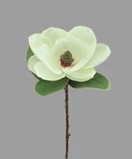 Magnolia stem CREAM