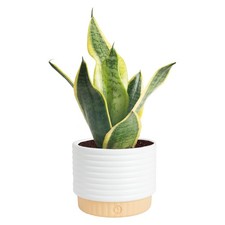 Costa Farms Snake Plant, Live Sansevieria Indoor Houseplant in 4Inch Decorati...