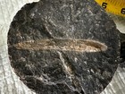 Group Of Fossils — photo 3