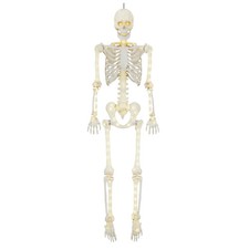 5-Ft Poseable LED Skeleton, Halloween Decoration by Way Celebrate for Yard