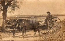 Pierre SD South Dakota 1907 Buffalo Team Pulling Cart RPPC Photo Postcard COPY