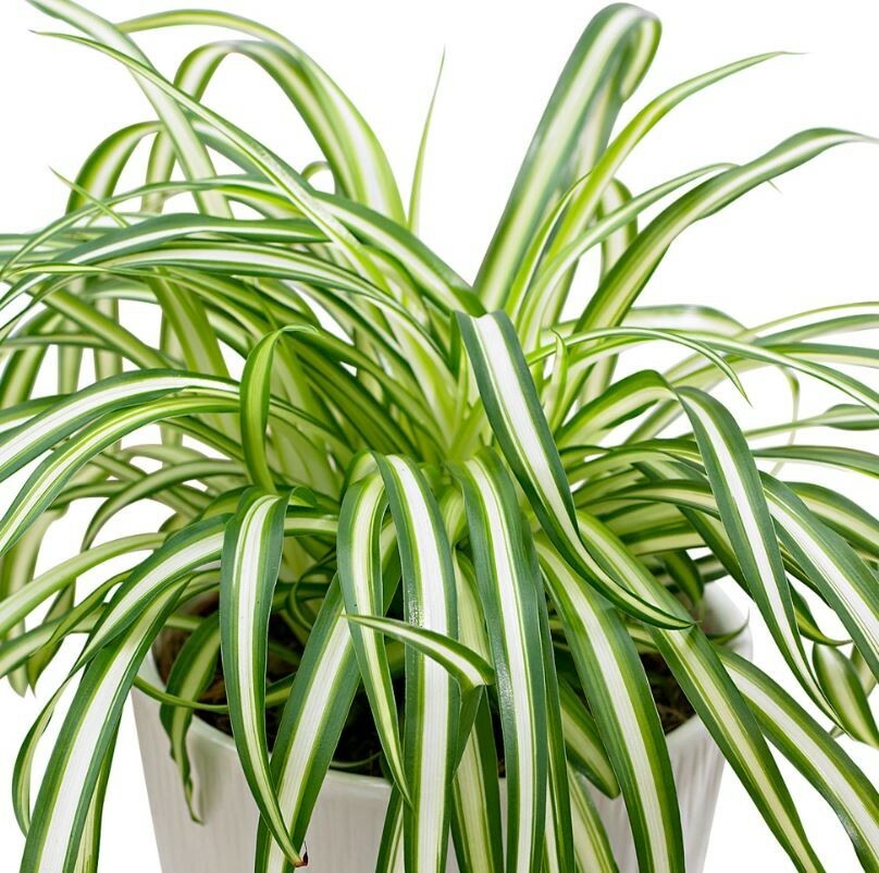 Clorophytum - Falangio - Pianta ragno vaso 12