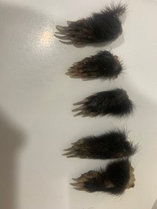 Lot Of 5 Striped Skunk Cured Feet Real Taxidermy Weird Goth Witchy Odd #4104