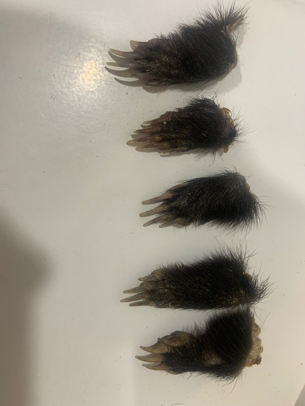 Lot Of 5 Striped Skunk Cured Feet Real Taxidermy Weird Goth Witchy Odd #4104