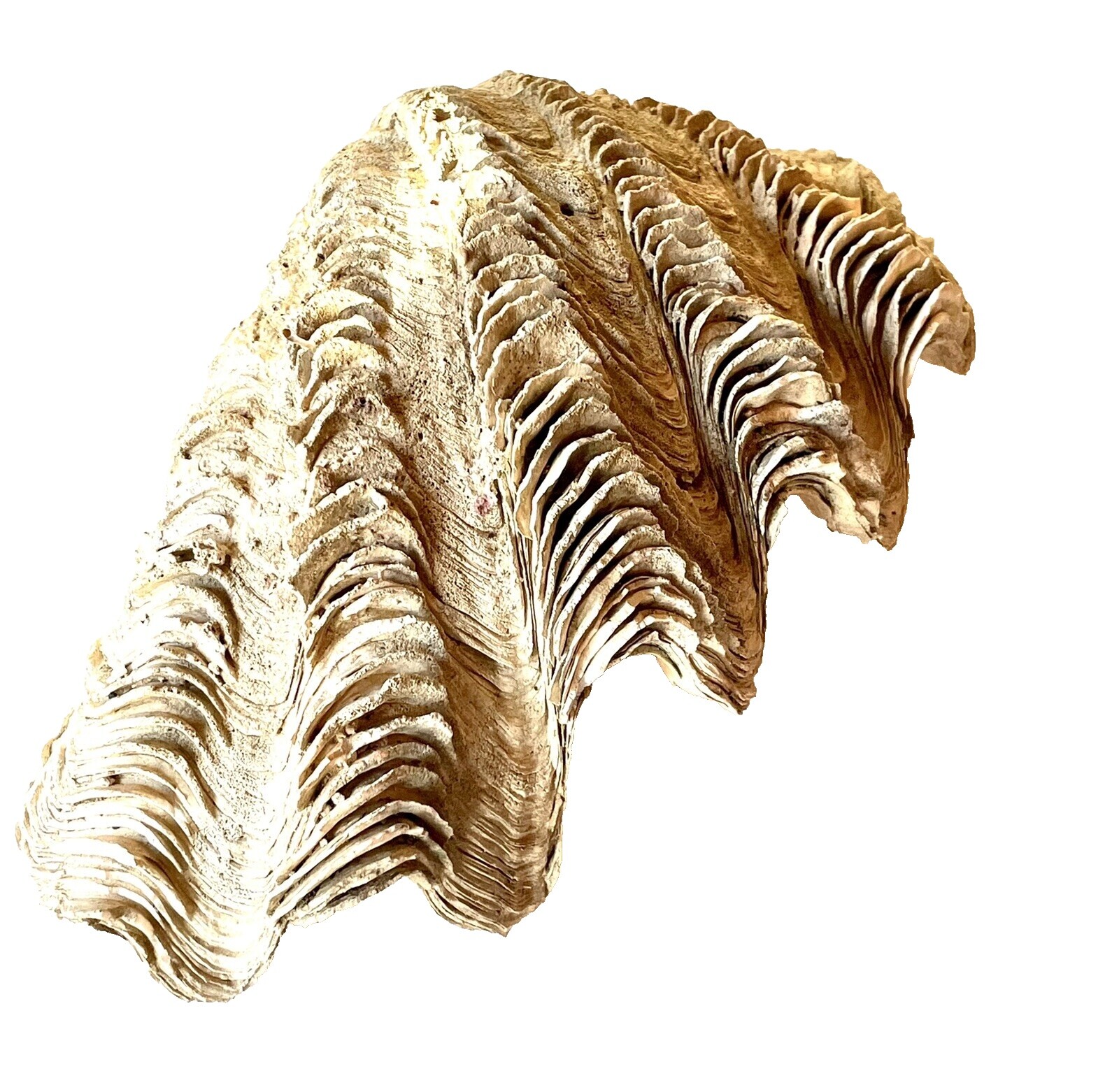 25+ Giant Clam Shell for sale | Updated Oct 2026