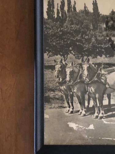 Vintage Genesee Framed Photo Original 12 Horse Team W/Belgium Roan Horses•Refurb - Picture 7 of 12