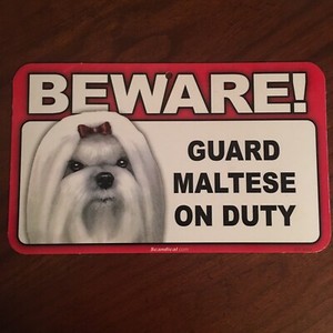 maltese guard dog