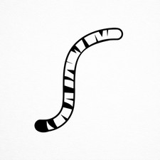 Tiger Tail  Wall Stickers Vinyl Decals Kids Bedroom Nursery Car Wall Art