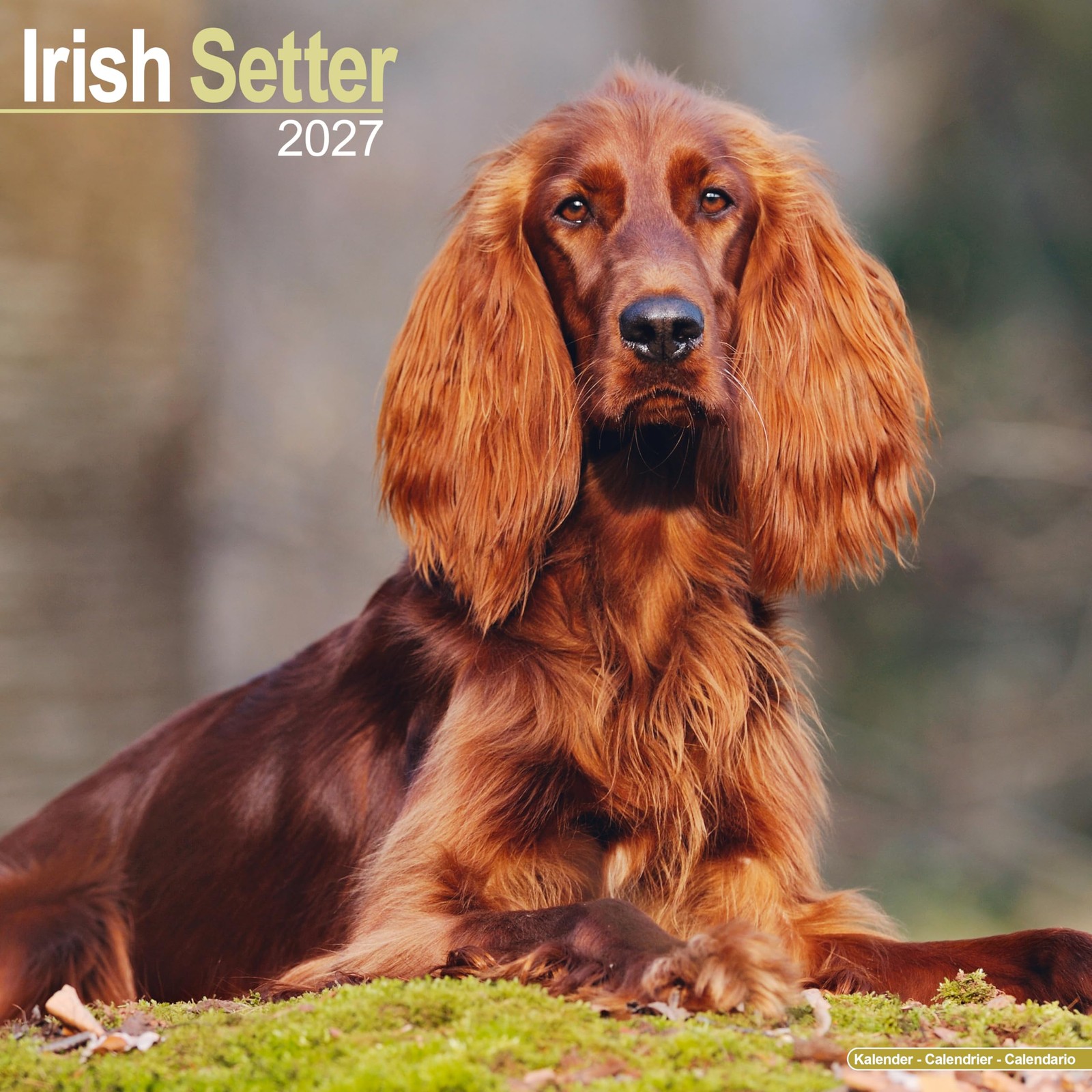 Irish Setter Calendar 2027, Wall Calendars, Month To View, Dogs, Gift - Image 3