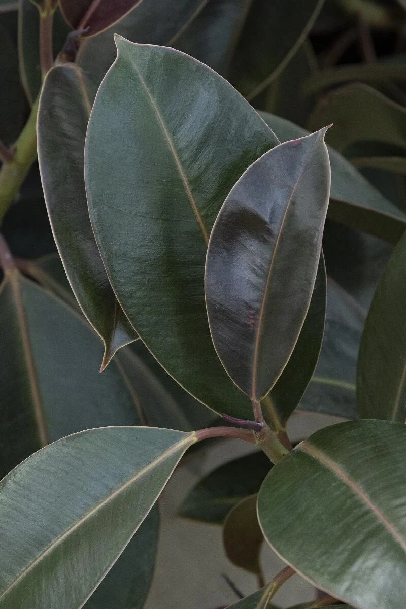 Ficus Elastica Melany Indian Green Rubber Tree 3 fresh cuttings